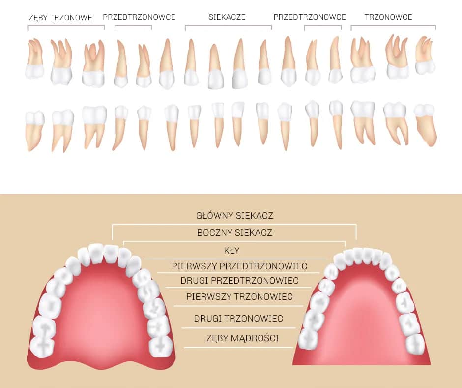 Ile zębów ma dorosły człowiek? 32 to nie zawsze norma!