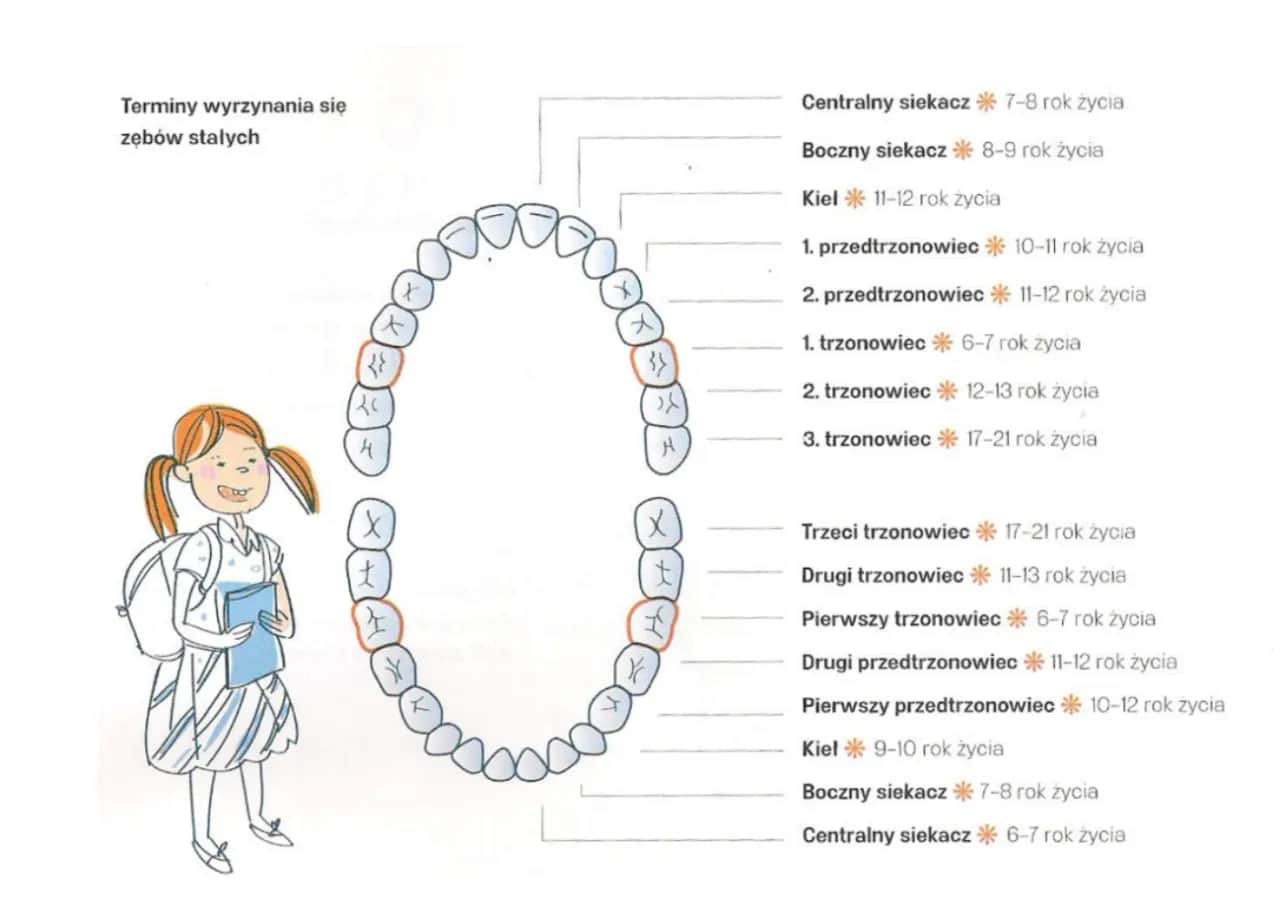 Ile zębów ma człowiek? Dzieci, dorośli, ósemki pełny przewodnik