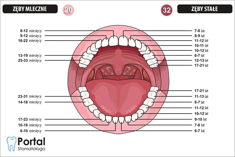 Ile zębów ma dziecko? 20 mlecznych, 32 stałe. Kalendarz i opieka