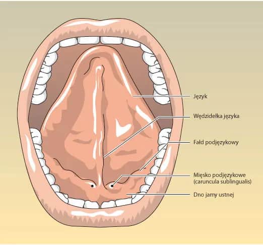 Śluzówka jamy ustnej: Co musisz wiedzieć o jej lokalizacji i funkcjach?